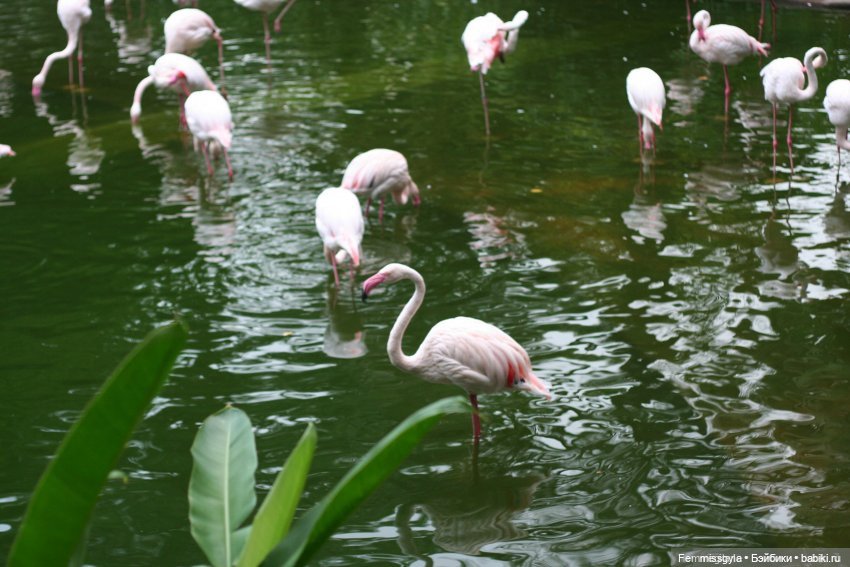 Фестиваль. Прогулки по Гонконгу (фото 7)