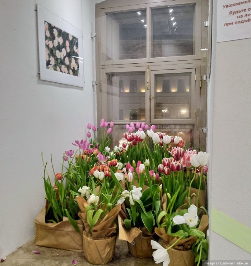 Санкт-Петербург. Встречи, мосты и тюльпаны