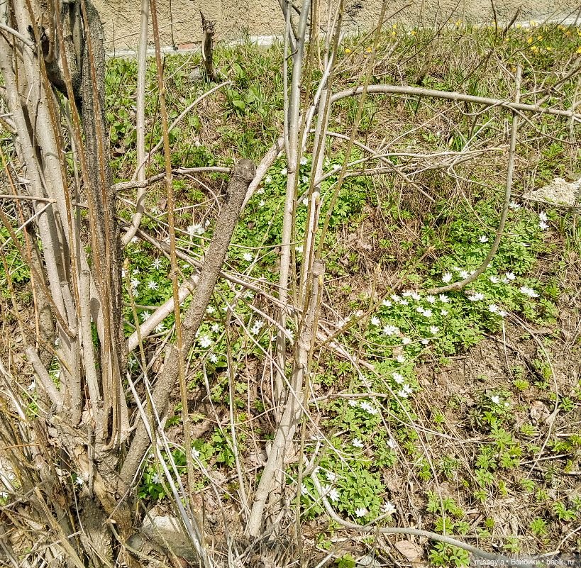 Апрельские прогулки. Джулия (фото 6)