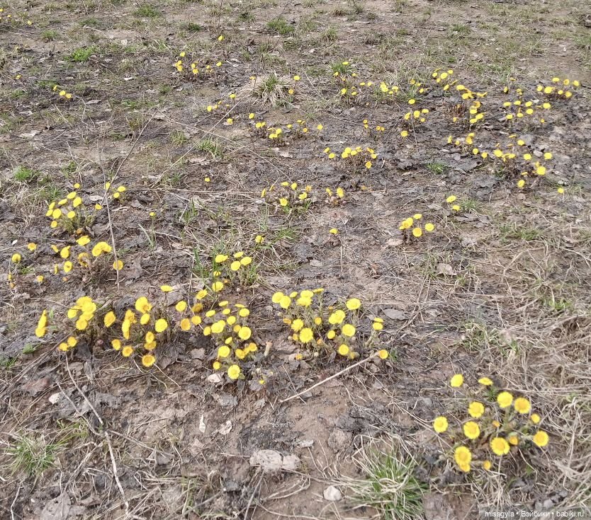 Апрельские прогулки. Джулия (фото 3)