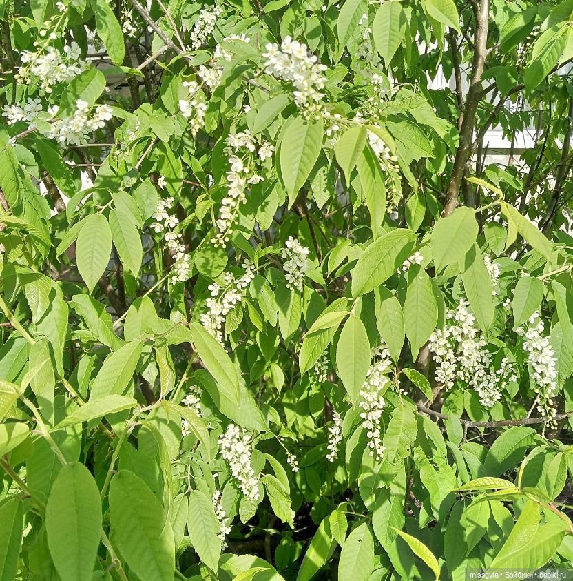 Семейная прогулка. Встречаем лето (фото 2)