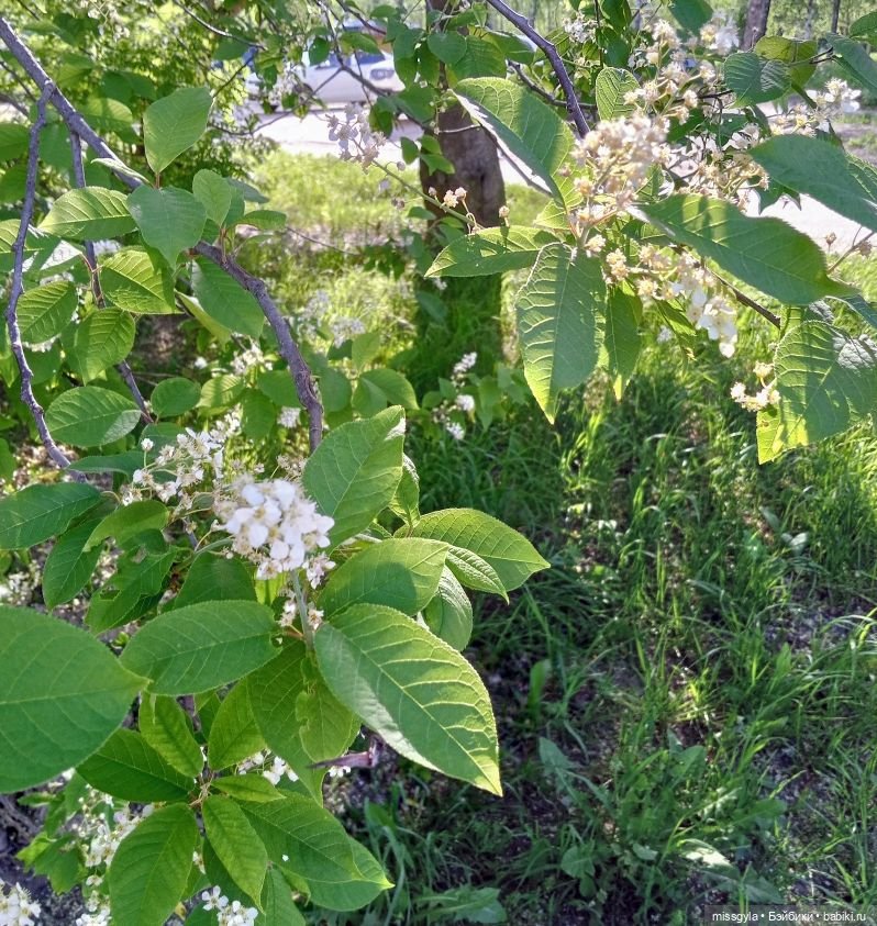 Семейная прогулка. Встречаем лето