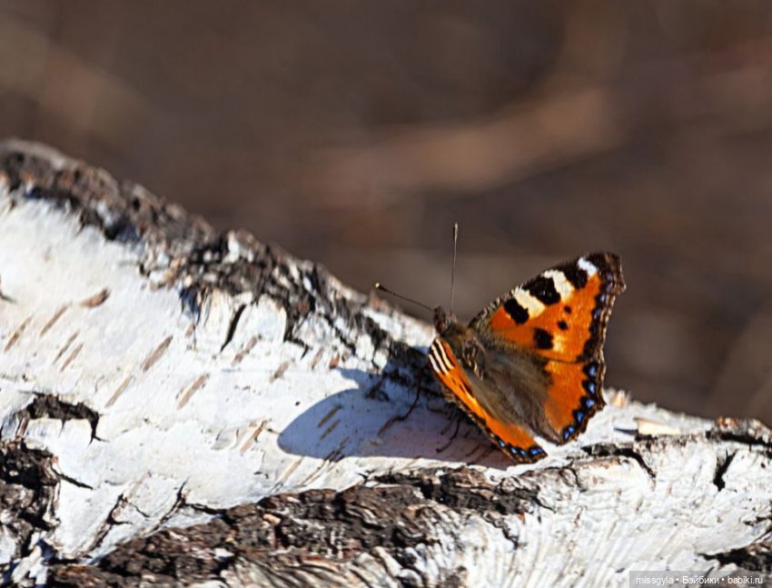 Семейная прогулка. Встречаем лето (фото 3)