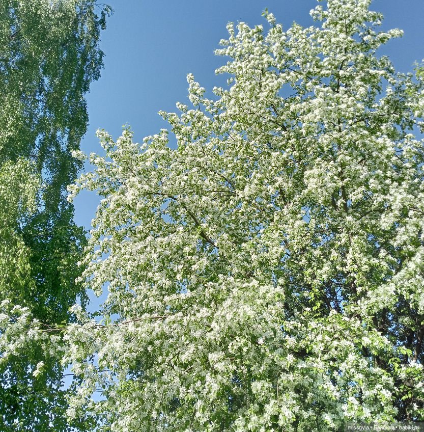 Семейная прогулка. Встречаем лето