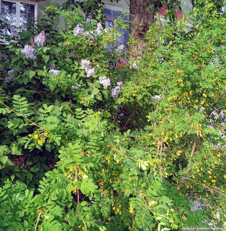 Семейная прогулка. Встречаем лето