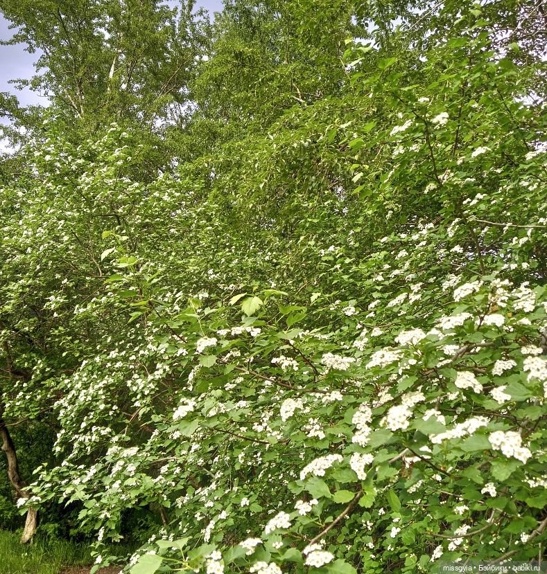 Семейная прогулка. Встречаем лето