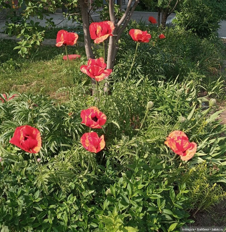 Встречи на Волшебной поляне (фото 4)