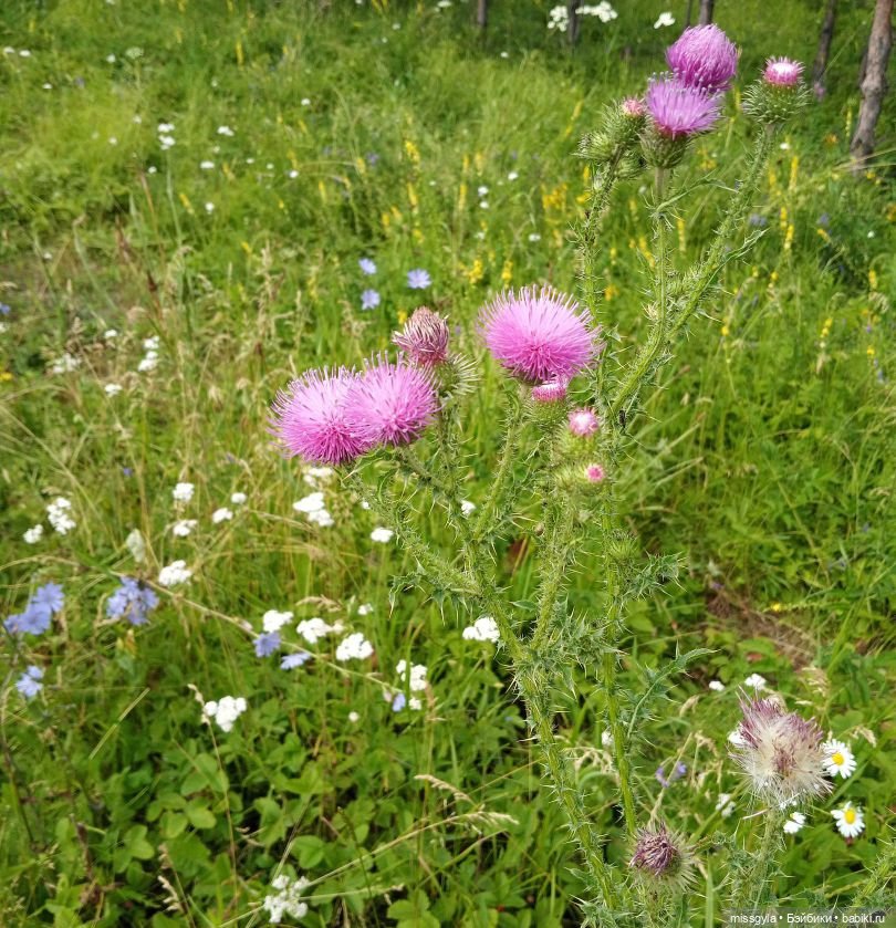 Встречи на Волшебной поляне (фото 10)