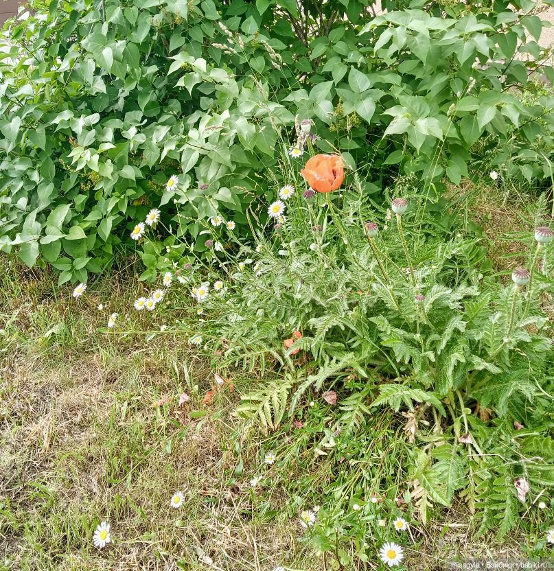 Встречи на Волшебной поляне