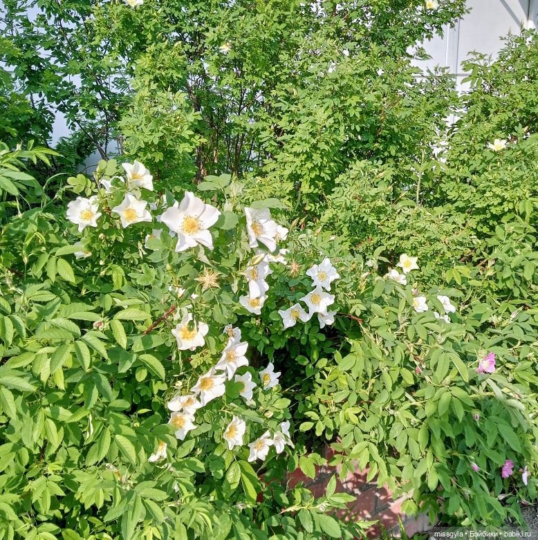 Встречи на Волшебной поляне (фото 8)