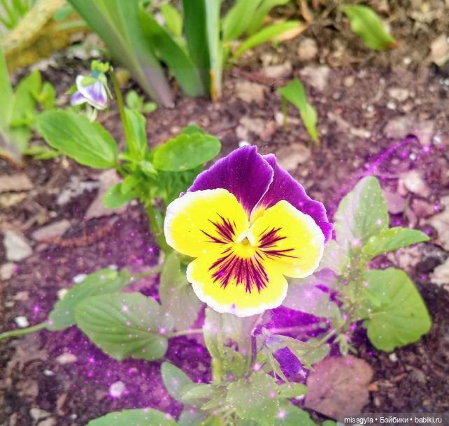 Встречи на Волшебной поляне (фото 2)