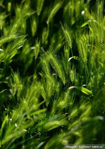 Встречи на Волшебной поляне