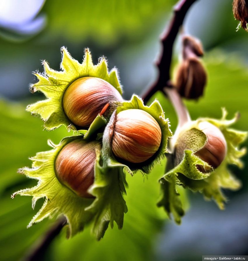ФотоЧетверг. Каждый Спас добра припас | Бэйбики ФотоЧетверг. Каждый Спас добра припас