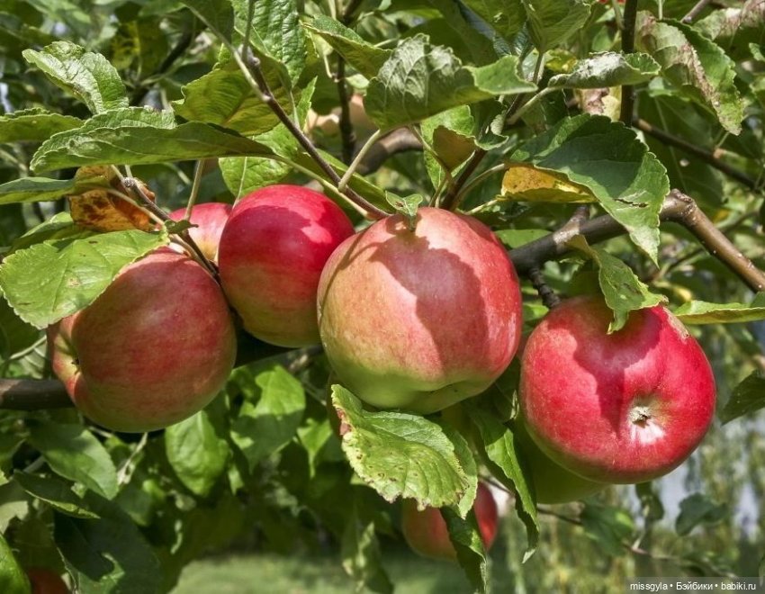 ФотоЧетверг. Каждый Спас добра припас | Бэйбики ФотоЧетверг. Каждый Спас добра припас (фото 8)