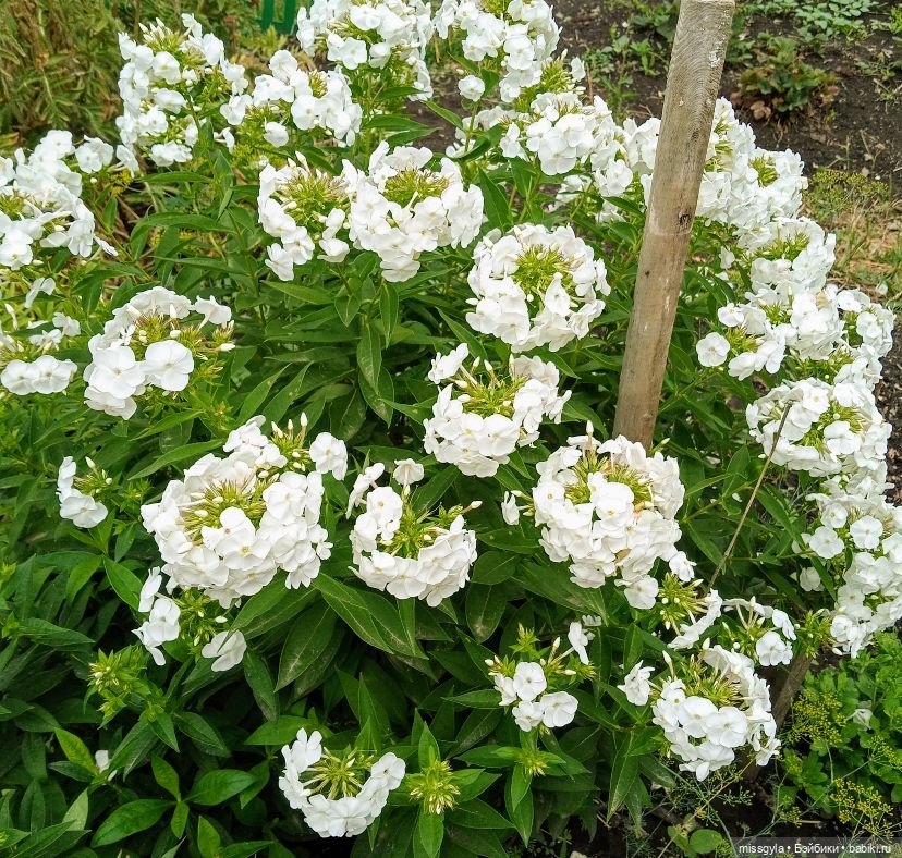 Джина. Лето, травы...(ч.1)