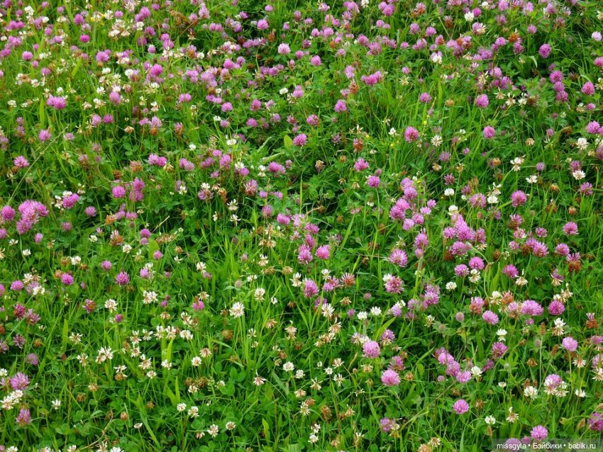 Джина. Лето, магия трав...(ч.2) (фото 5)