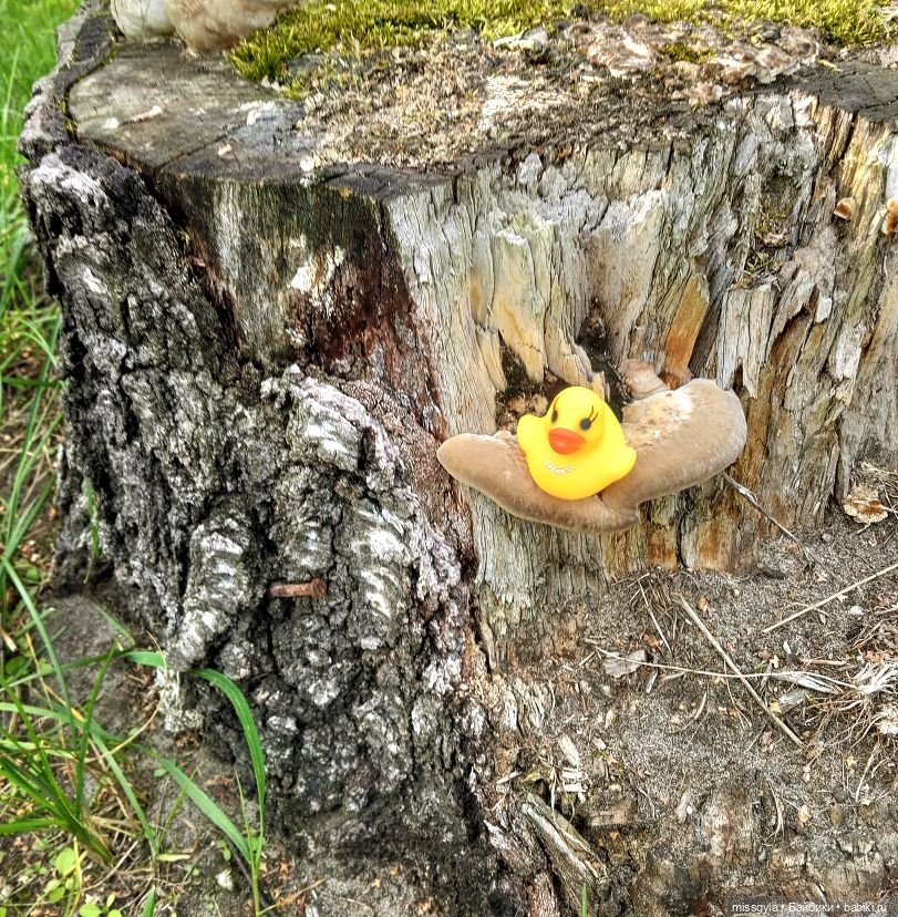 Джина. Лето, магия трав...(ч.2)