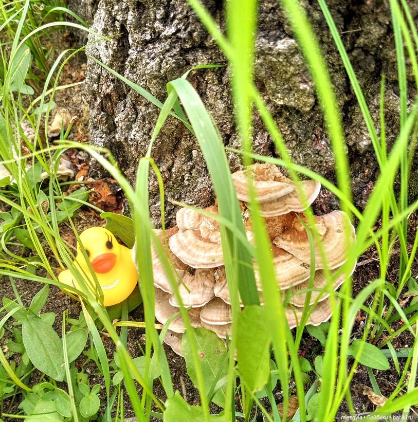 Джина. Лето, магия трав...(ч.2) (фото 7)