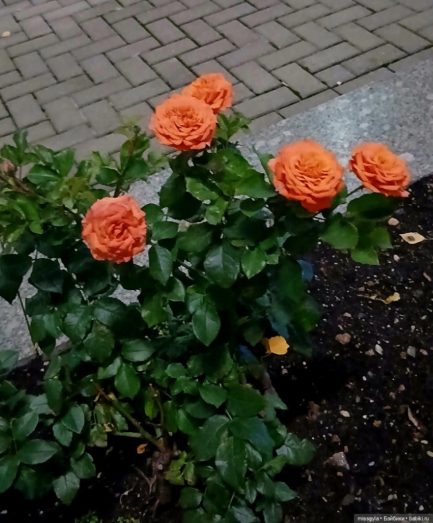 Московская осень. Селеста