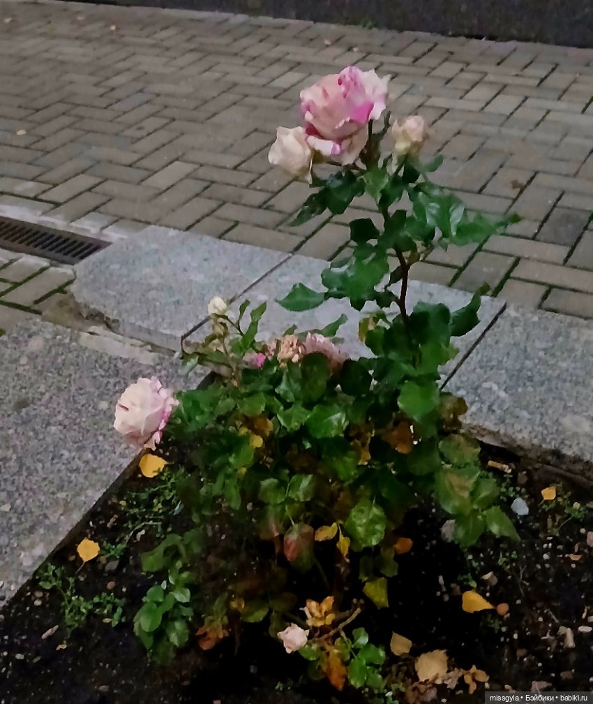 Московская осень. Селеста