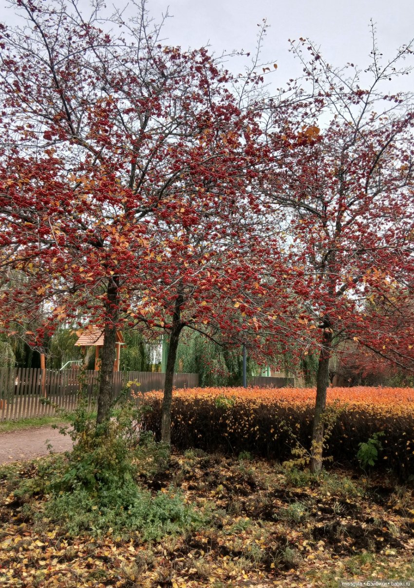 Московская осень. Селеста