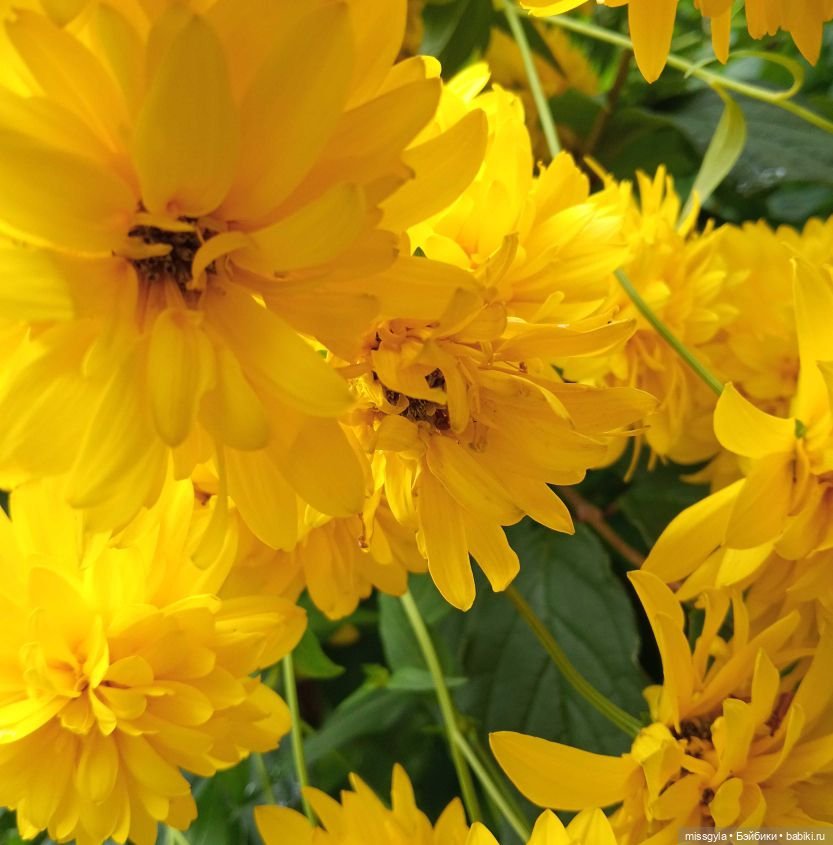 ФотоЧетверг. В кадре - жёлтый цвет (фото 7)