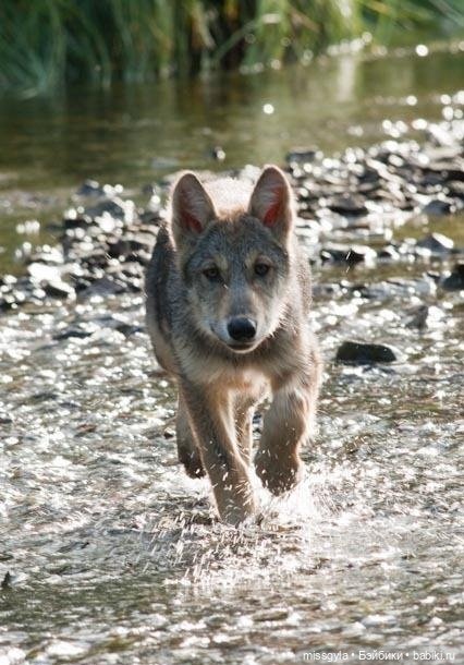 О боггартах и патронусах — Кукольные фотоистории и сериалы: комиксы