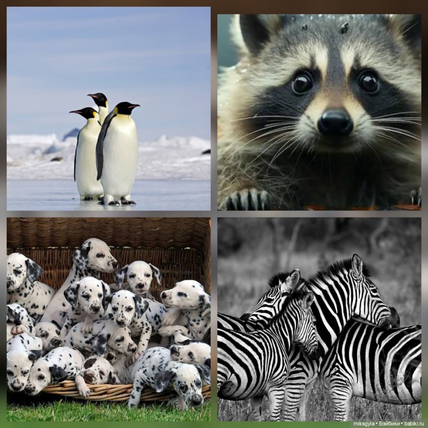 ФотоЧетверг. Чёрно-белое или бело-чёрное