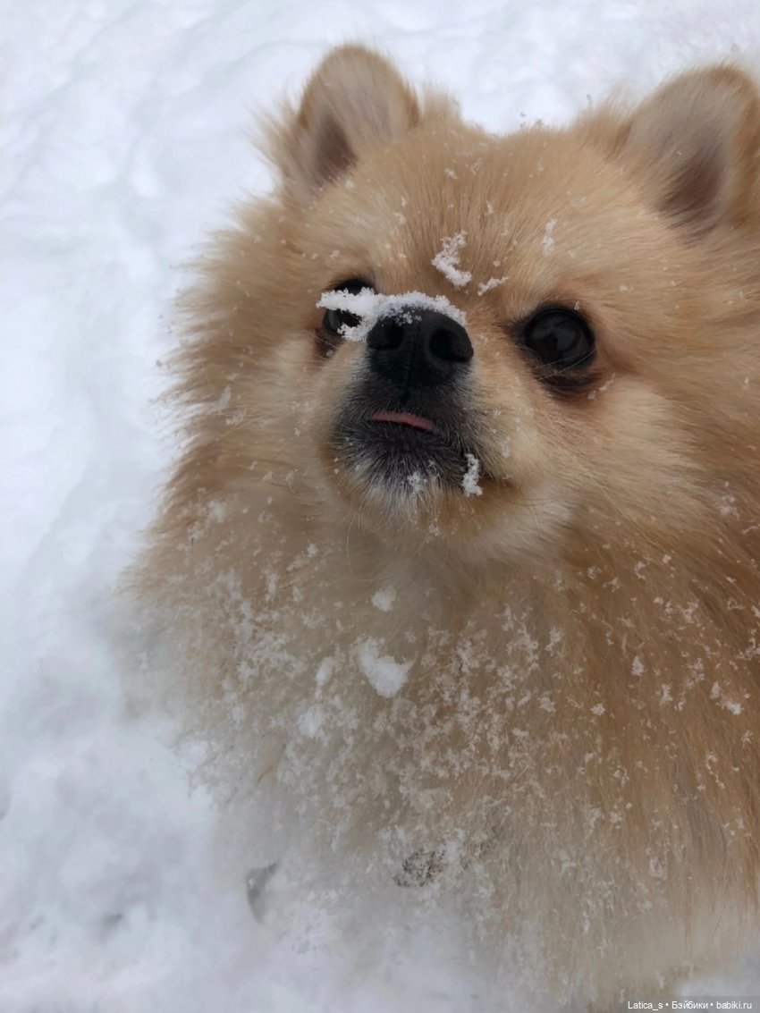 С Новым годом | Бэйбики С Новым годом — Текстильные игрушки и примитивы: кофейные (фото 8)