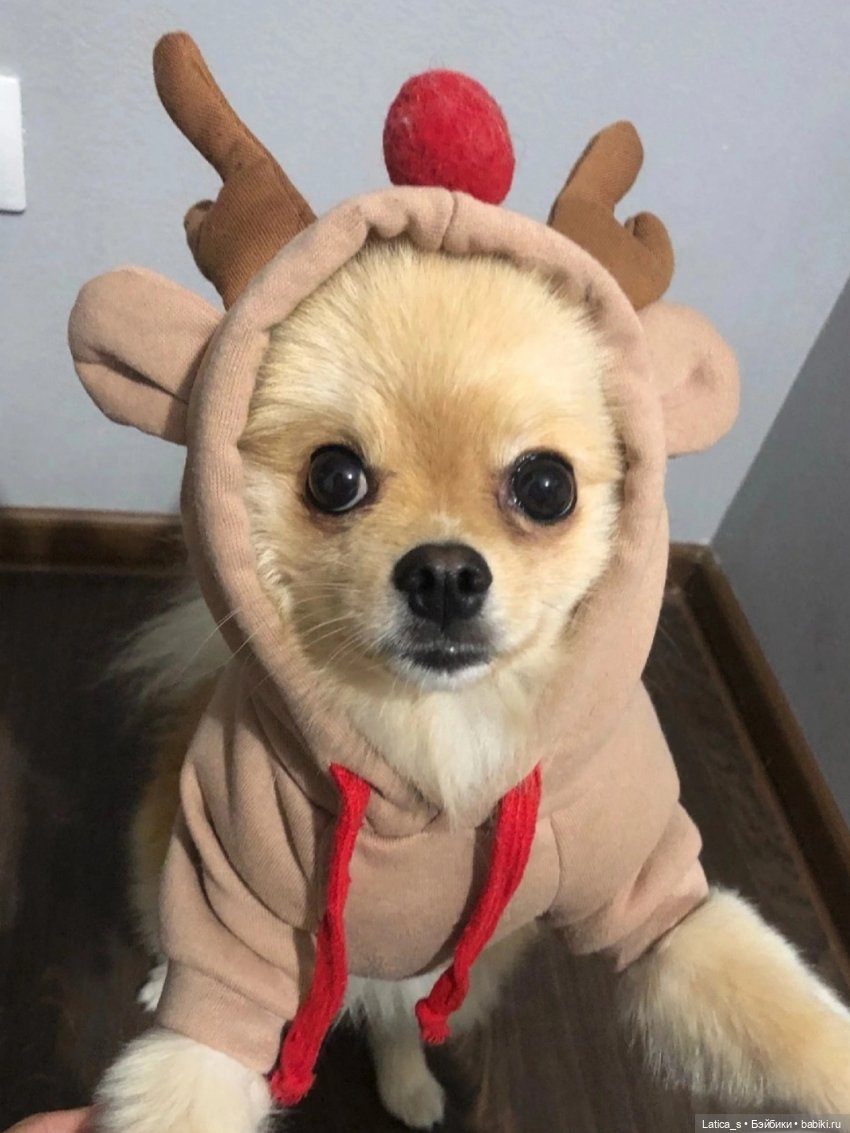 С Новым годом | Бэйбики С Новым годом — Текстильные игрушки и примитивы: кофейные (фото 7)