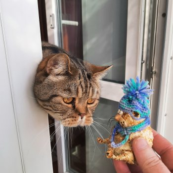 Привет, я кот