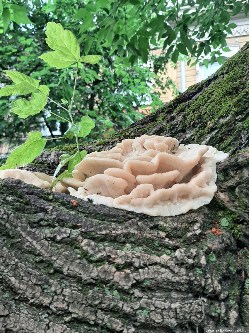 Прогулка с Ветерком — Вязаные игрушки и амигуруми: крючком