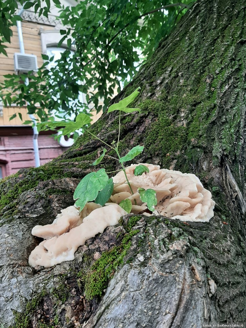 Прогулка с Ветерком — Вязаные игрушки и амигуруми: крючком (фото 2)