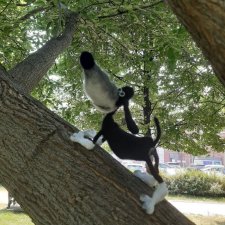 Такса Клякса