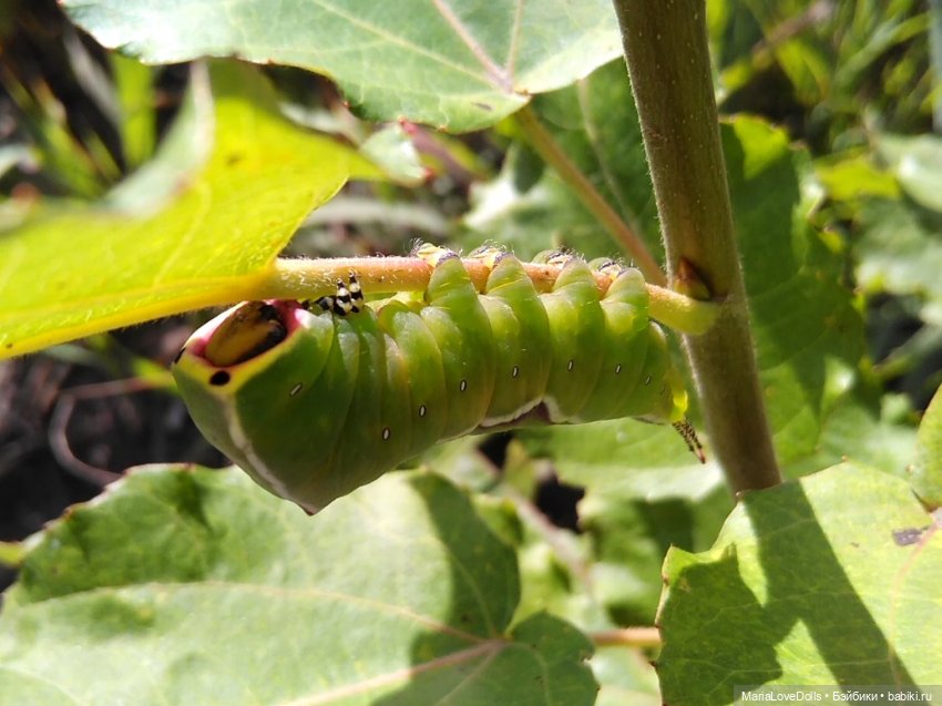 Как моя малышка зайку в лесу повстречала (фото 5)