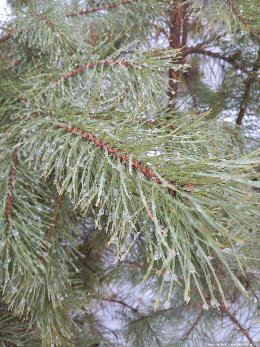 Первый день зимы😊 — Авторские мишки Тедди и друзья: фото