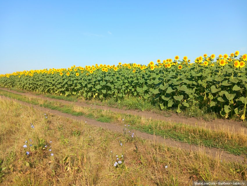 И снова деревня родная моя