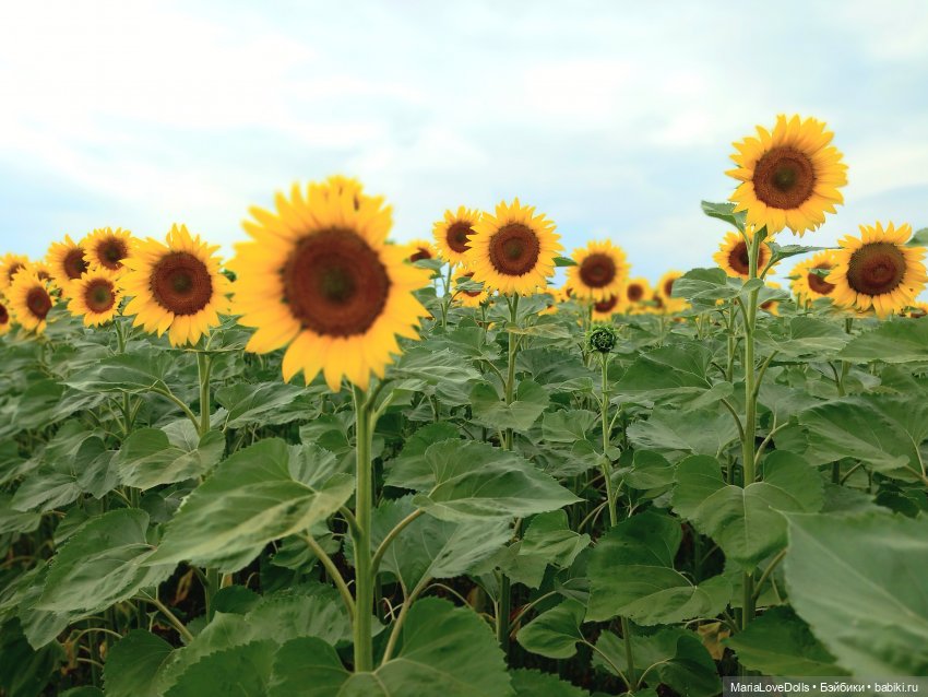 И снова деревня родная моя