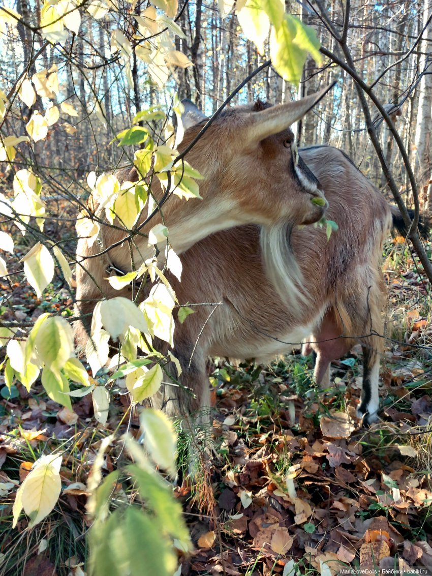 Мои золОтенькие😄 | Бэйбики Мои золОтенькие😄 — Куклы Ruby Red (Руби Ред) Fashion Friends: Siblies (фото 2)