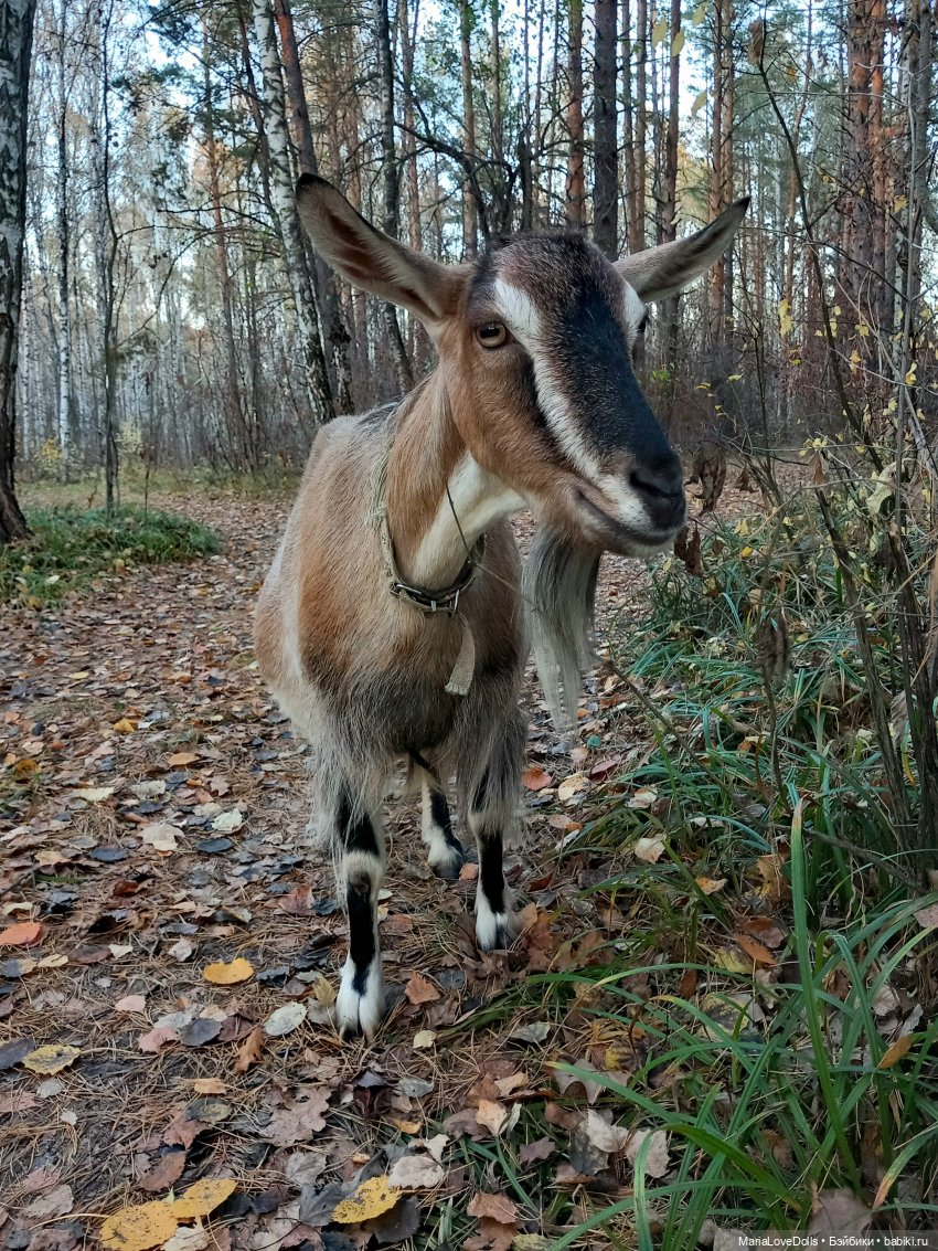 Мои золОтенькие😄 | Бэйбики Мои золОтенькие😄 — Куклы Ruby Red (Руби Ред) Fashion Friends: Siblies (фото 4)