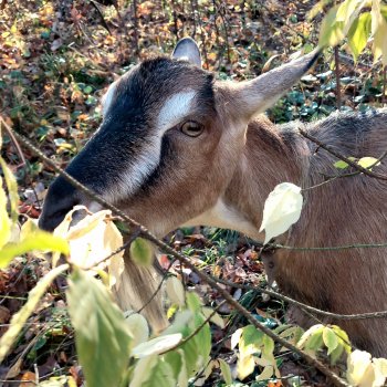 Мои золОтенькие😄