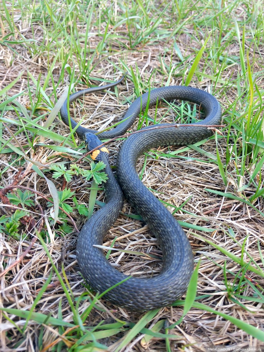 Разбудили лес девчушки — Куклы Reina del Norte (Рейна дель Норте): Северянки (фото 2)