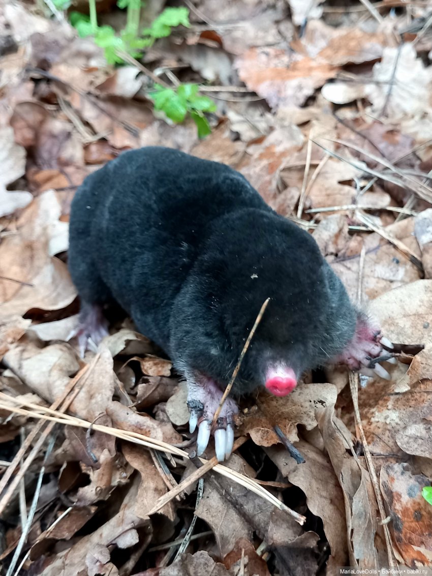 Разбудили лес девчушки — Куклы Reina del Norte (Рейна дель Норте): Северянки