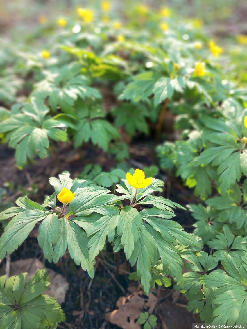 Не всё цветочные букеты собирать, ведь правда | Бэйбики Не всё цветочные букеты собирать, ведь правда (фото 3)