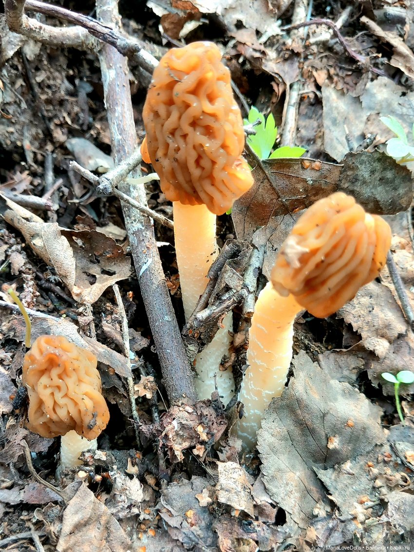 Не всё цветочные букеты собирать, ведь правда | Бэйбики Не всё цветочные букеты собирать, ведь правда (фото 7)