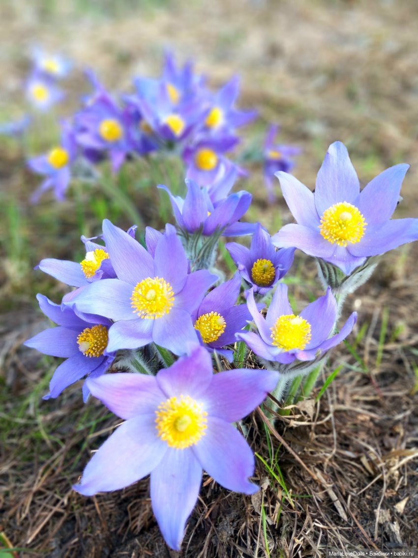 Сиреневая нежность — Куклы Paola Reina (Паола Рейна): новинки (фото 2)