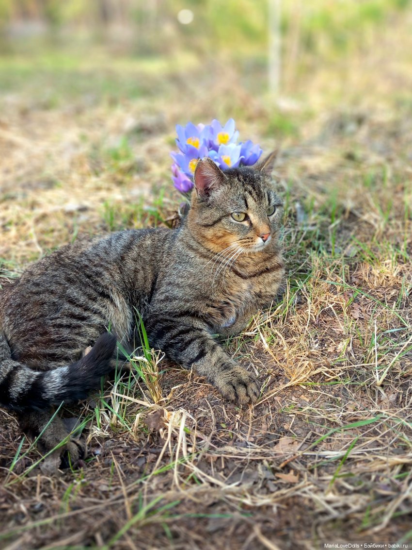 Первая весна Ясеньки ☘️🌱☘️🌷🌷🌷☘️🌱☘️ (фото 3)