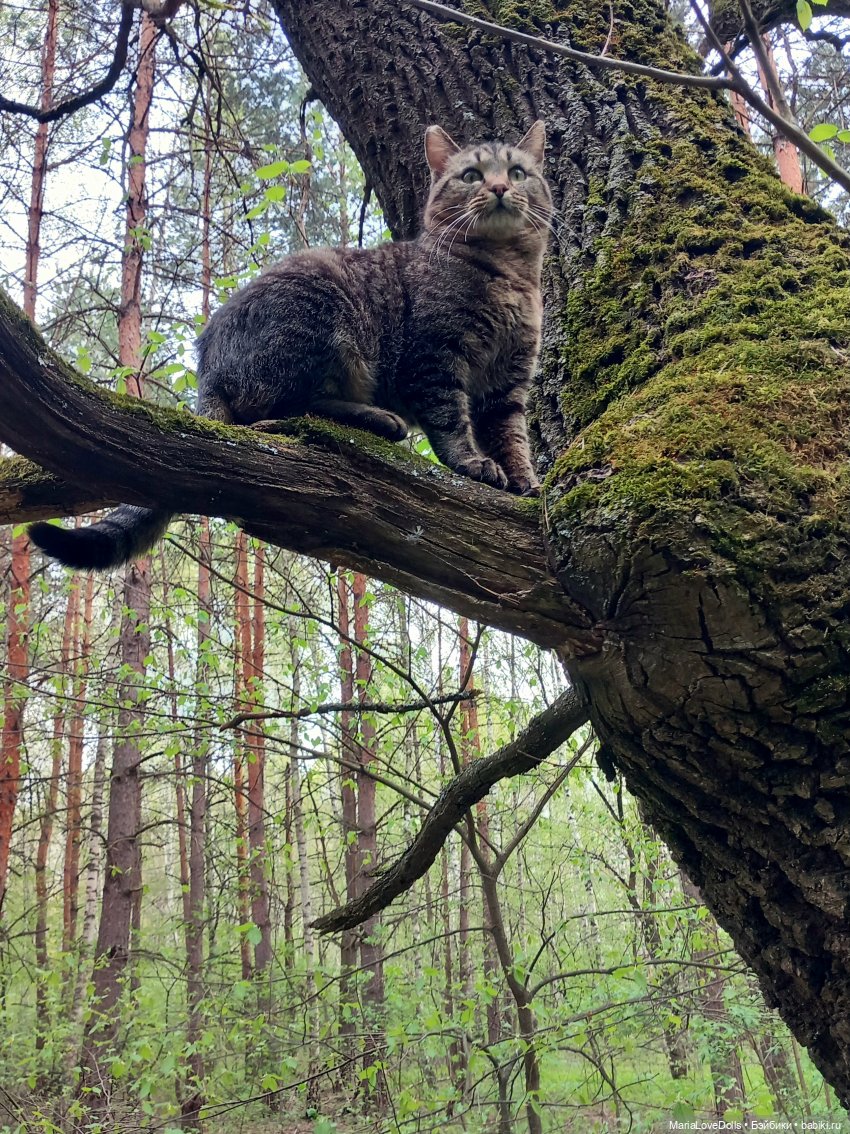 Один раз в год сады цветут (фото 3)