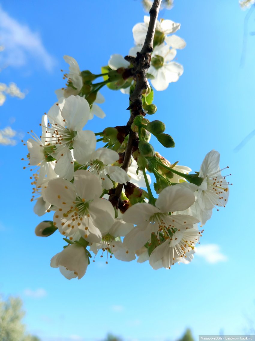 Один раз в год сады цветут