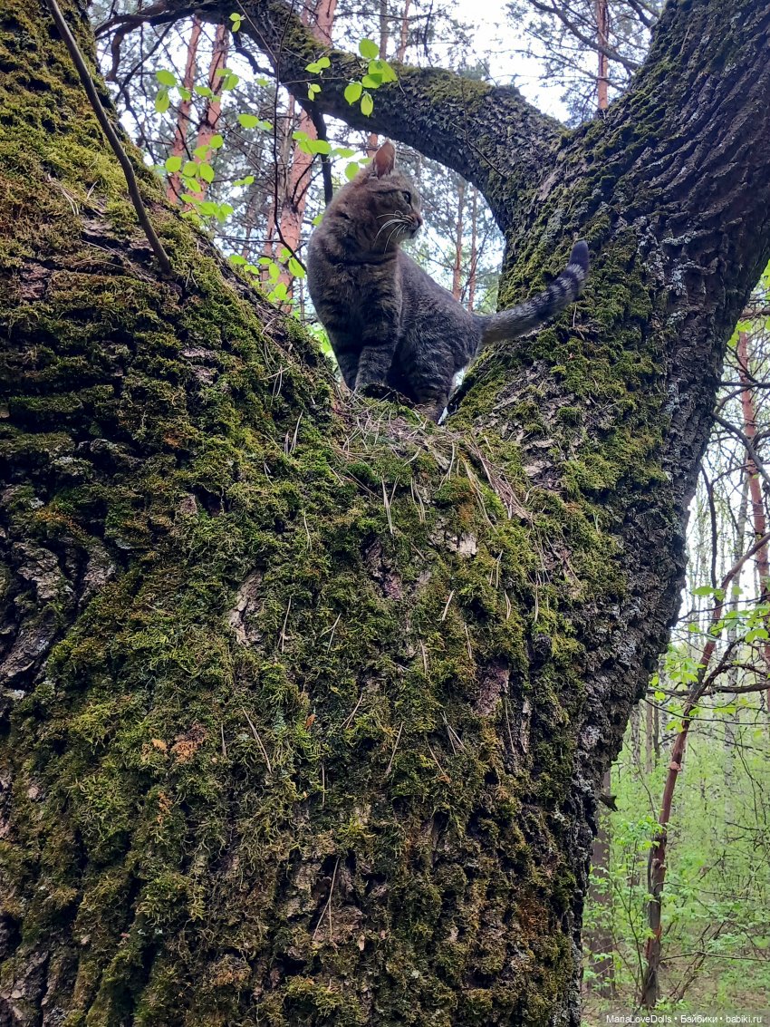 Один раз в год сады цветут (фото 4)